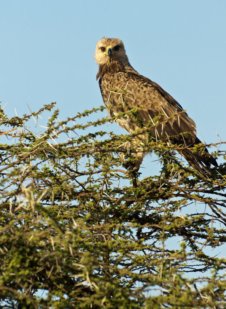 junger Savannenadler