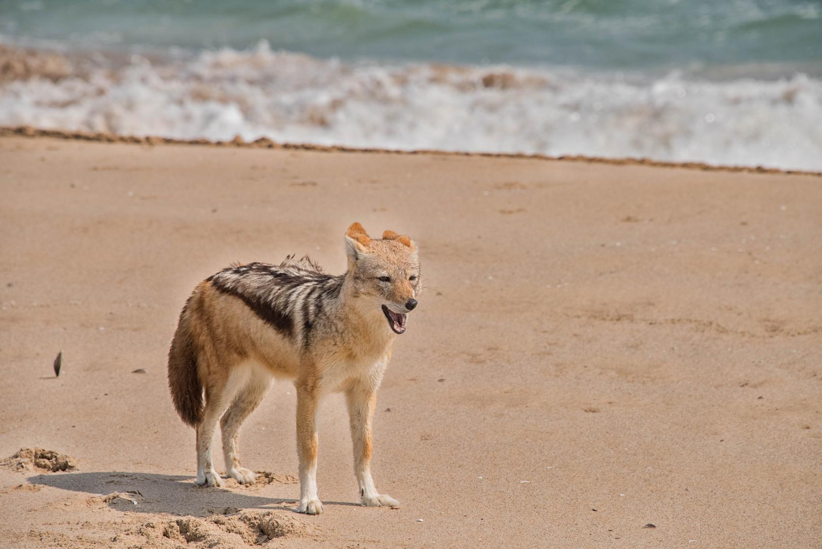 Junger Schackal am Strand