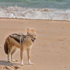 Junger Schackal am Strand