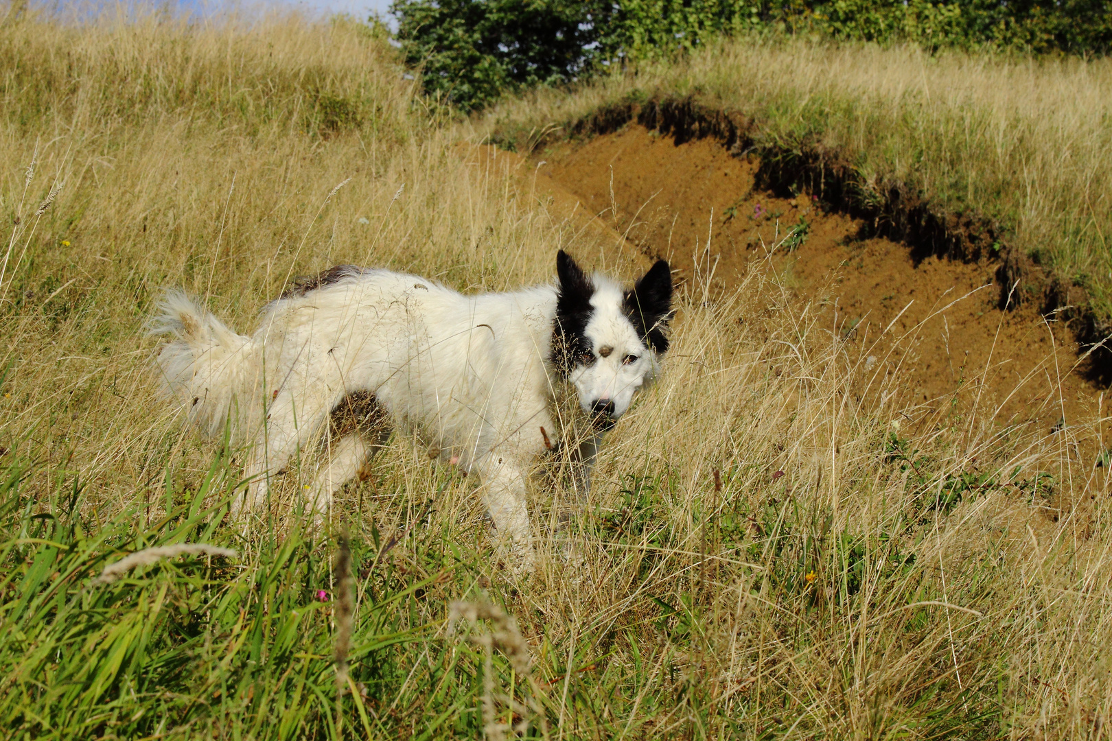 junger Schäferhund