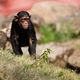 junger Schimpanse - 2
