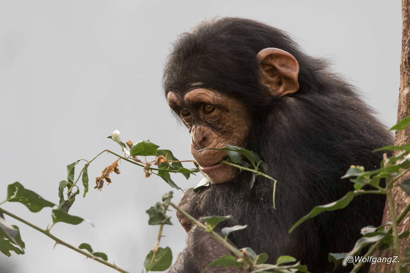 junger Schimpanse im Winterquartier