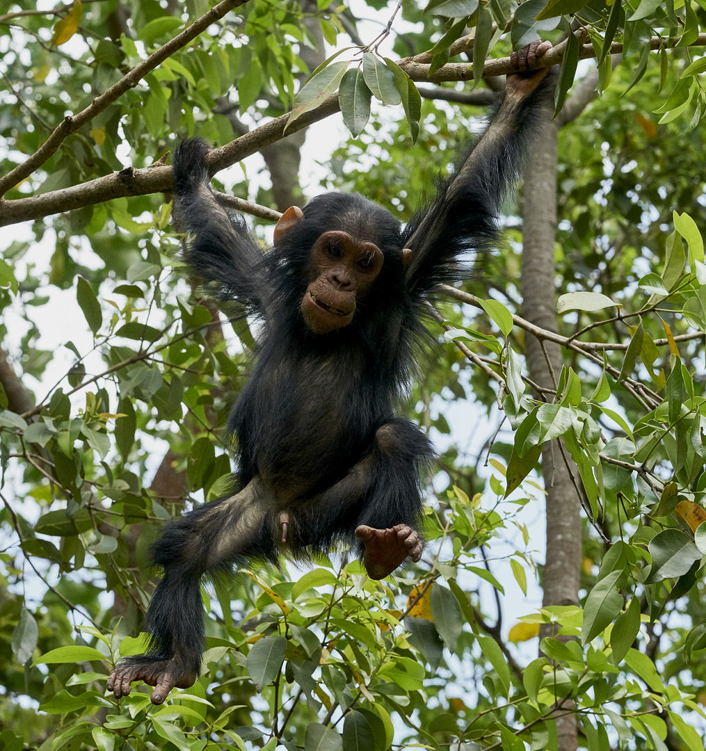 Junger Schimpanse in Action/Gombe Stream NP