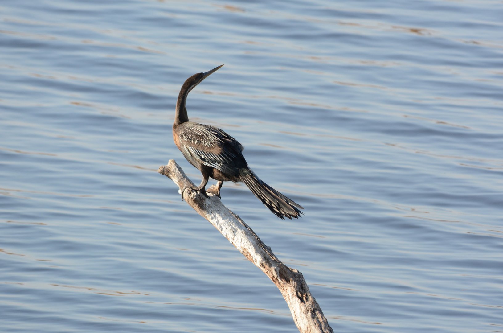 Junger Schlangenhalsvogel 