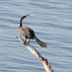 Junger Schlangenhalsvogel 