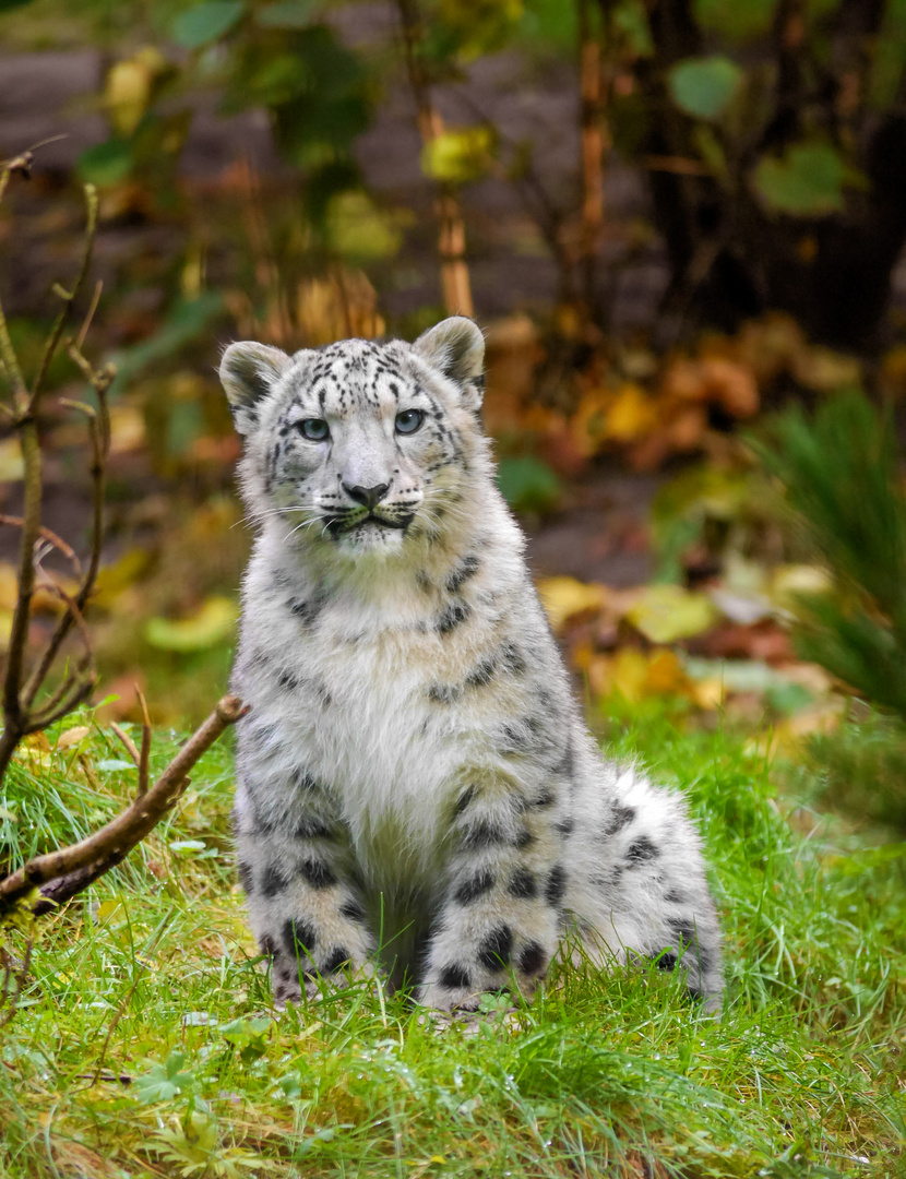 Junger Schneeleopard Foto & Bild | natur, tier, zoo Bilder auf