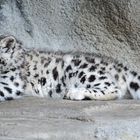 Junger Schneeleopard geb. am 3. Mai 2014 im Zürcher Zoo