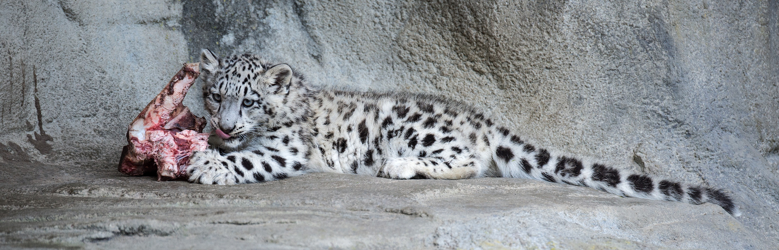 Junger Schneeleopard geb. am 3. Mai 2014 im Zürcher Zoo