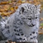 junger Schneeleopard im Krefelder Zoo 