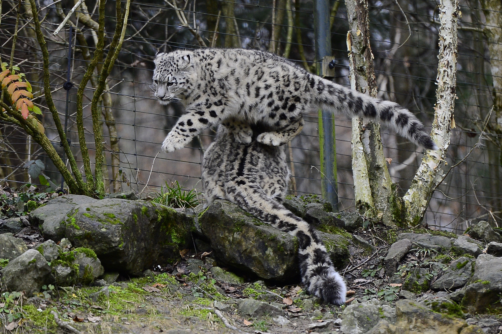 Junger Schneeleopard im Zoo Zürich