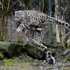 Junger Schneeleopard im Zoo Zürich