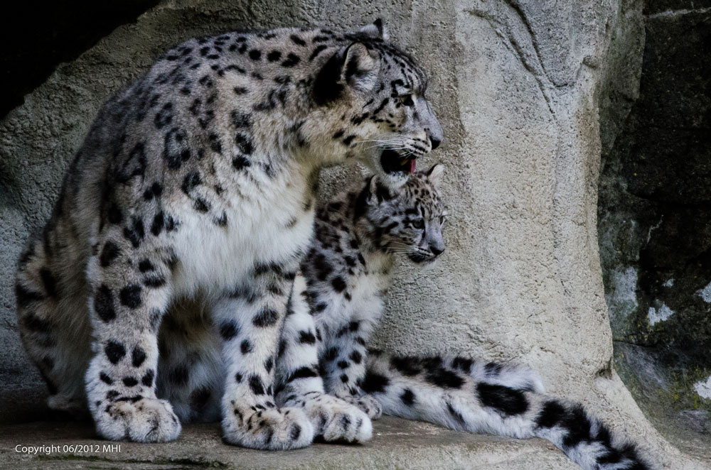 Junger Schneeleopard im Zoo Zürich