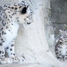 Junger Schneeleopard Mohan mit Mutter Dshamilja, Zoo Zürich, 22.06.2012