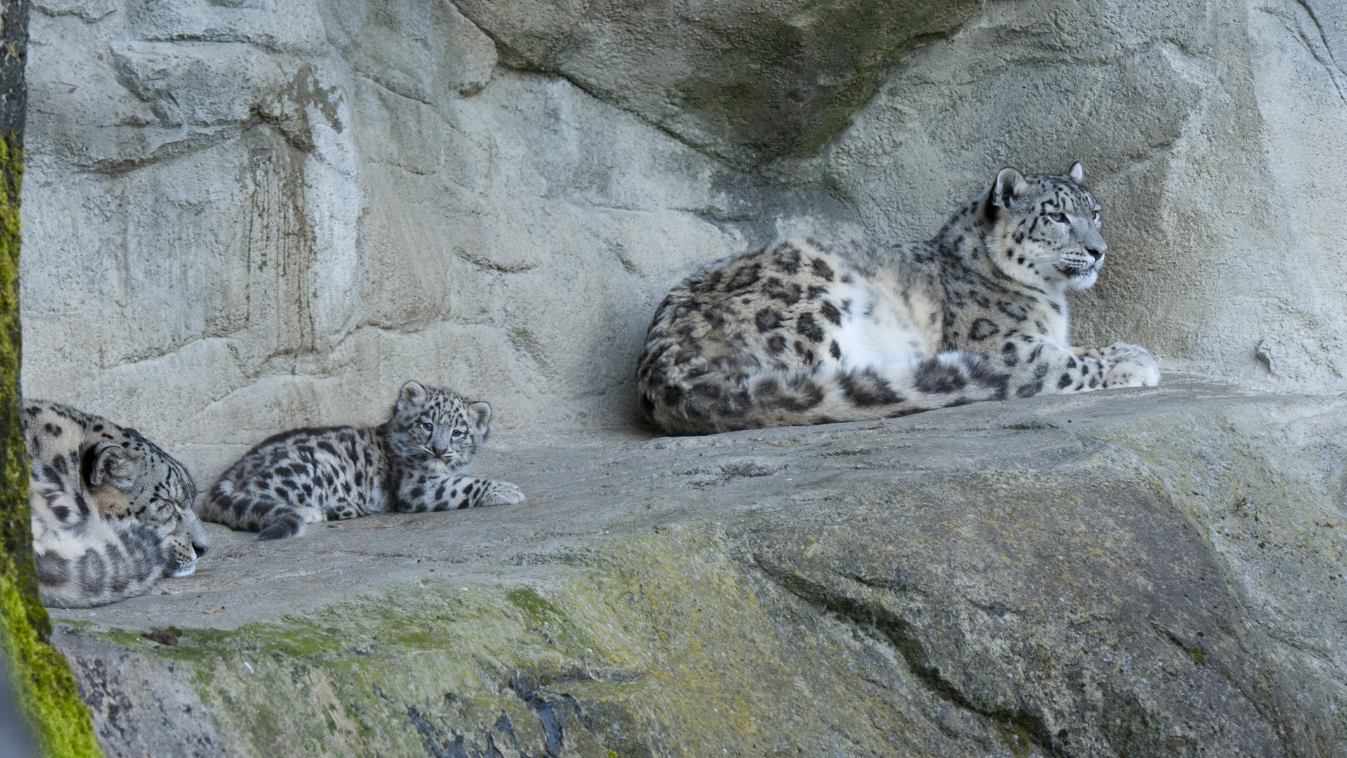 Junger Schneeleopard Mohan mit Villy und Dshamilja, Zoo Zürich, 22.06.2012