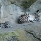 Junger Schneeleopard Mohan mit Villy und Dshamilja, Zoo Zürich, 22.06.2012