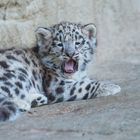 Junger Schneeleopard Mohan, Zoo Zürich, 22.06.2012 #2