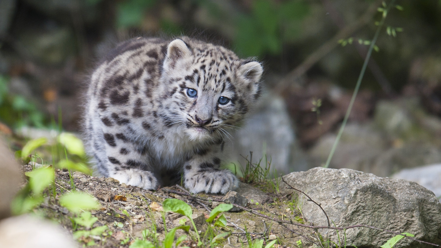 Junger Schneeleopard Mohan, Zoo Zürich, 22.06.2012