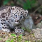 Junger Schneeleopard Mohan, Zoo Zürich, 22.06.2012