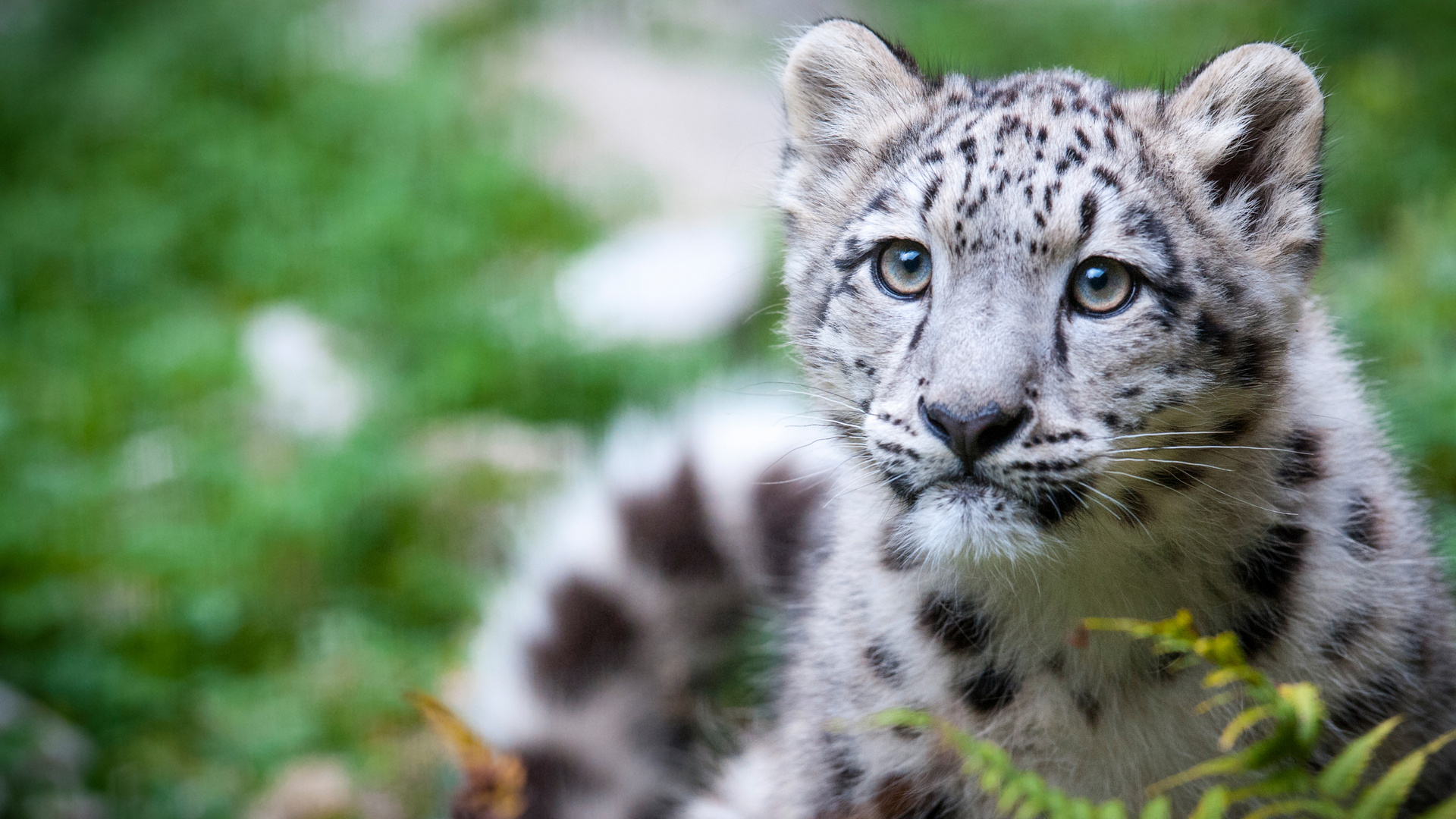 Junger Schneeleopard Mohan, Zoo Zürich, Portrait