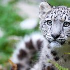 Junger Schneeleopard Mohan, Zoo Zürich, Portrait