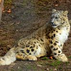 Junger Schneeleopard - Zoo Salzburg