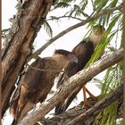 Junger Schopf-Caracara