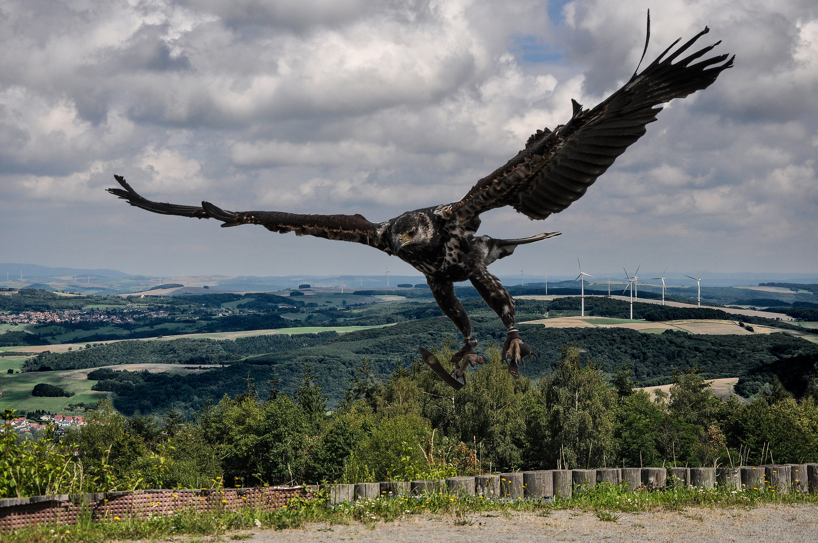 Junger Schreiseeadler