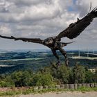 Junger Schreiseeadler