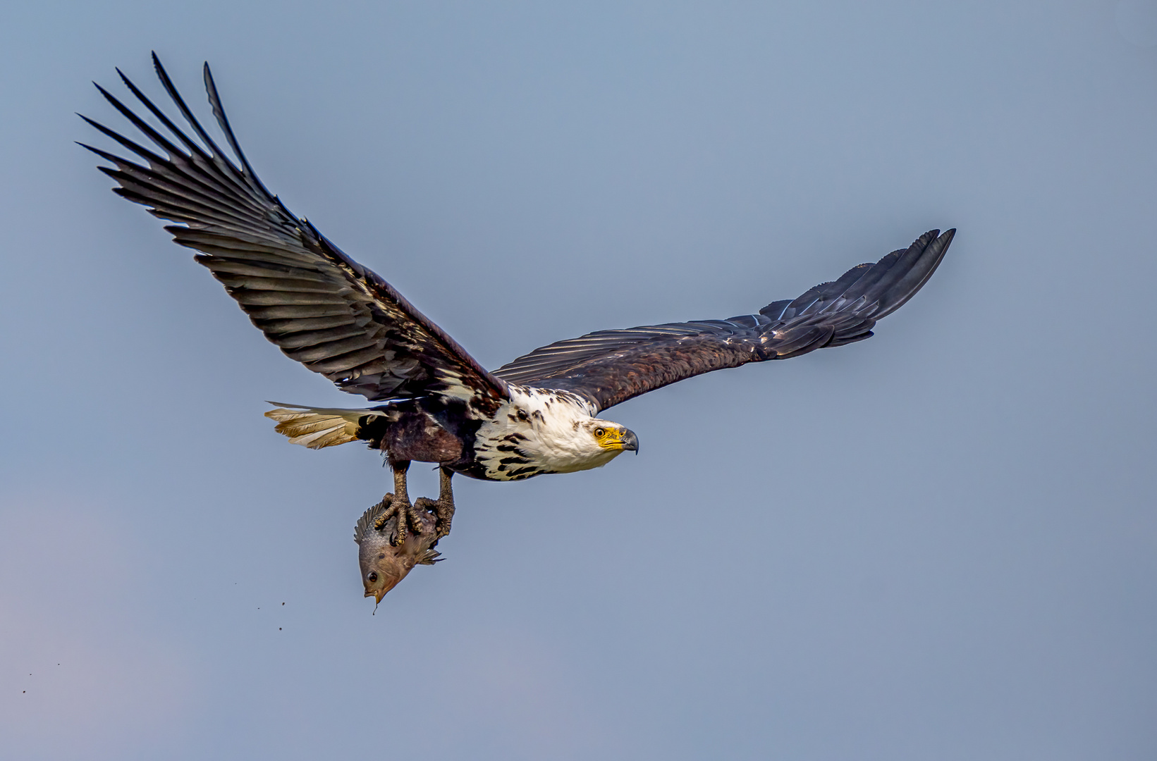 Junger Schreiseeadler (African Fish Eagle) bei der Jagd