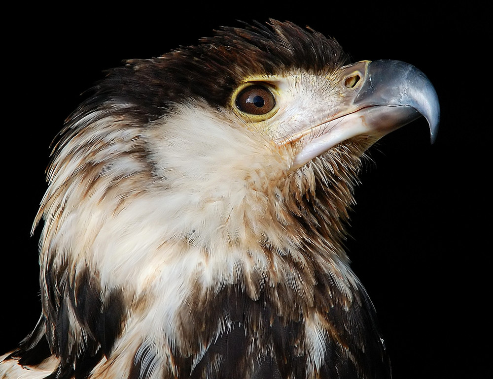 junger Schreiseeadler