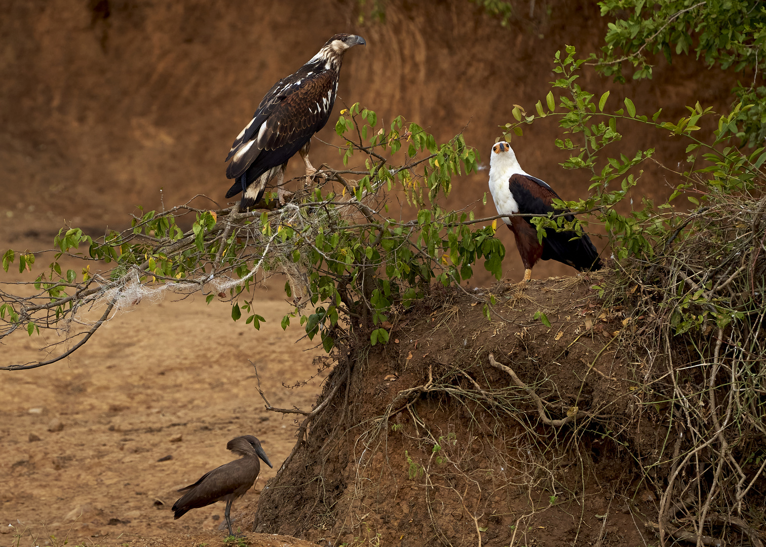 junger Schreiseeadler  mit Altvogel