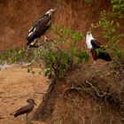 junger Schreiseeadler  mit Altvogel