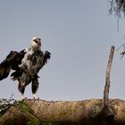 junger Schreiseeadler Teil 1