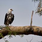 junger Schreiseeadler Teil 2