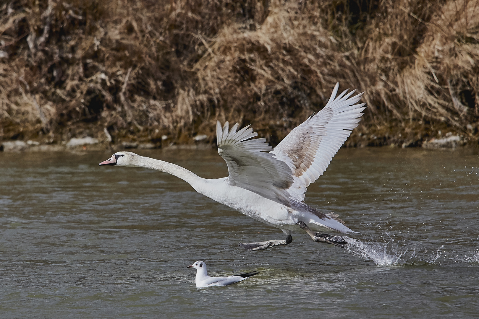 Junger Schwan