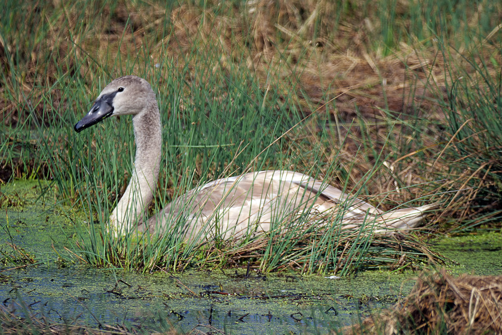 Junger Schwan