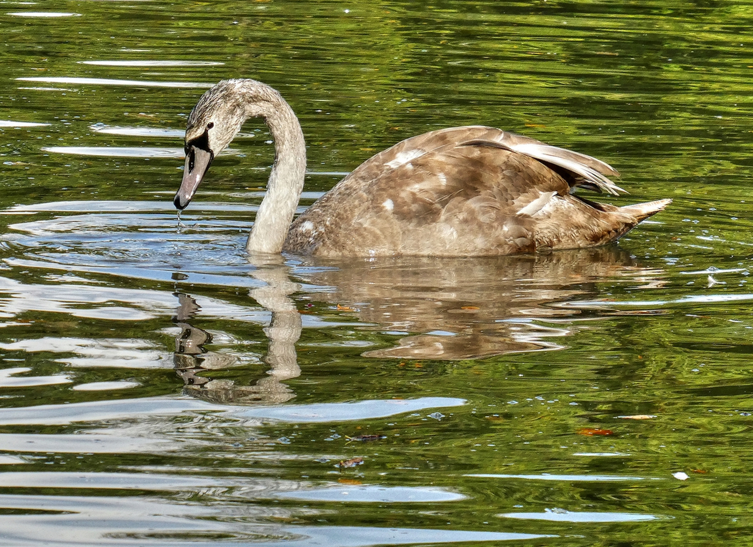 Junger Schwan