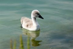 Junger Schwan..
