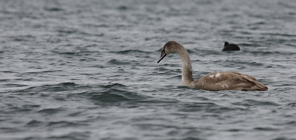 junger Schwan