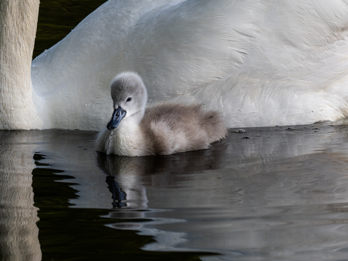 Junger Schwan...