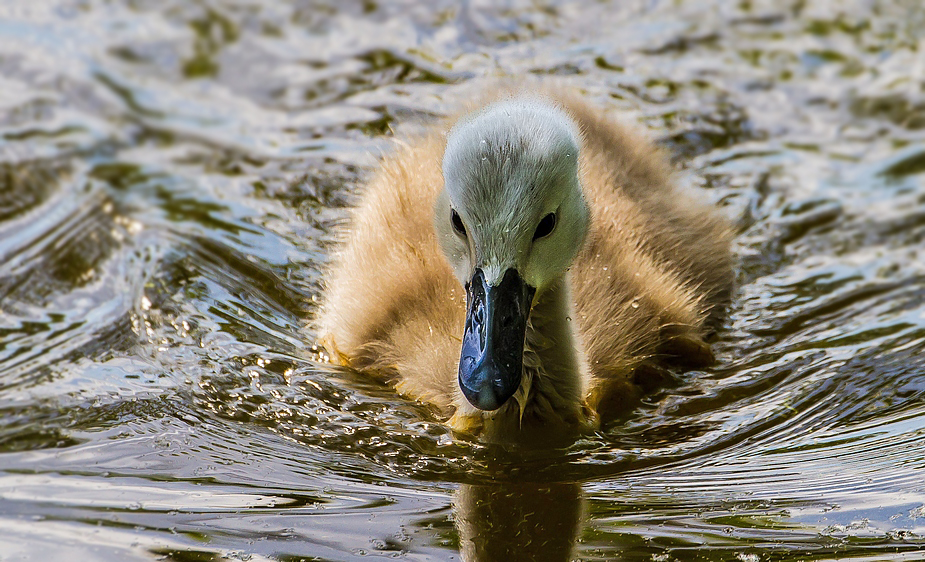 Junger Schwan