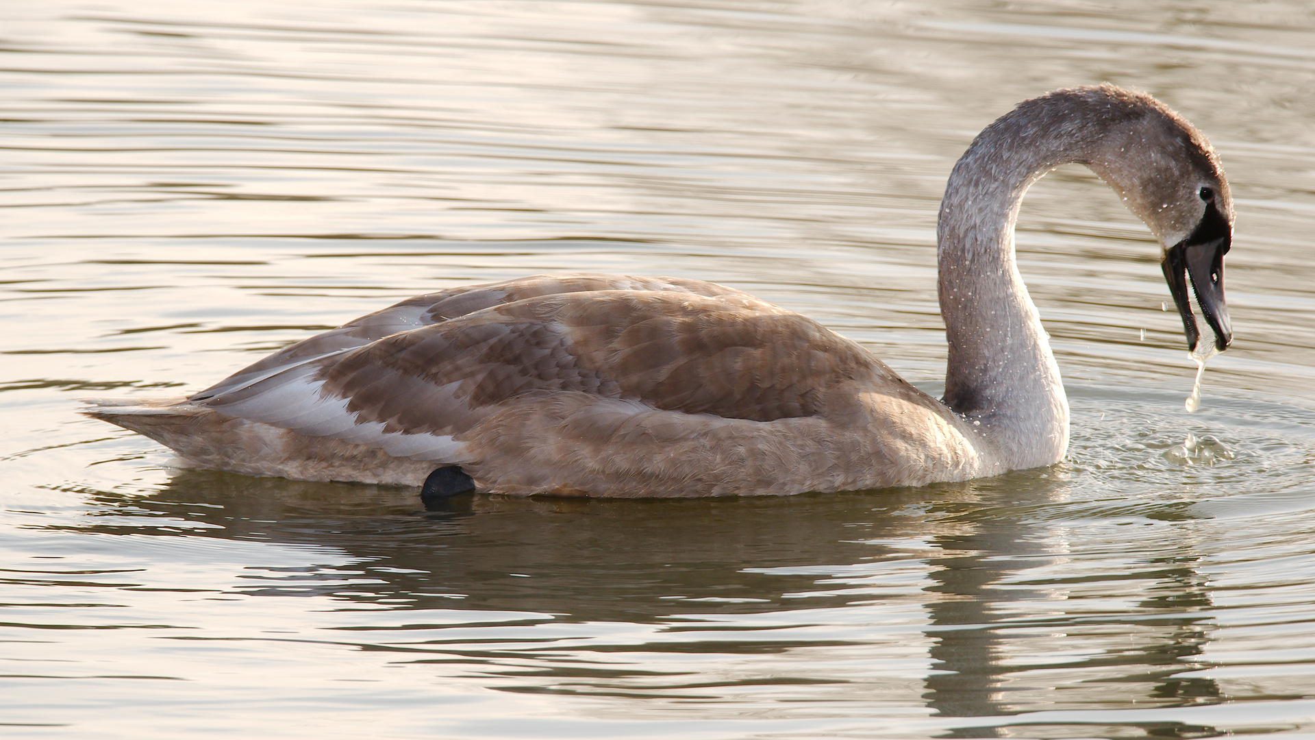 Junger Schwan