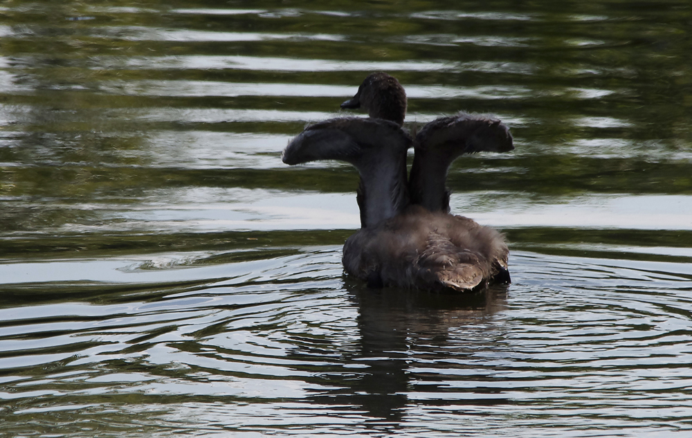 junger Schwan