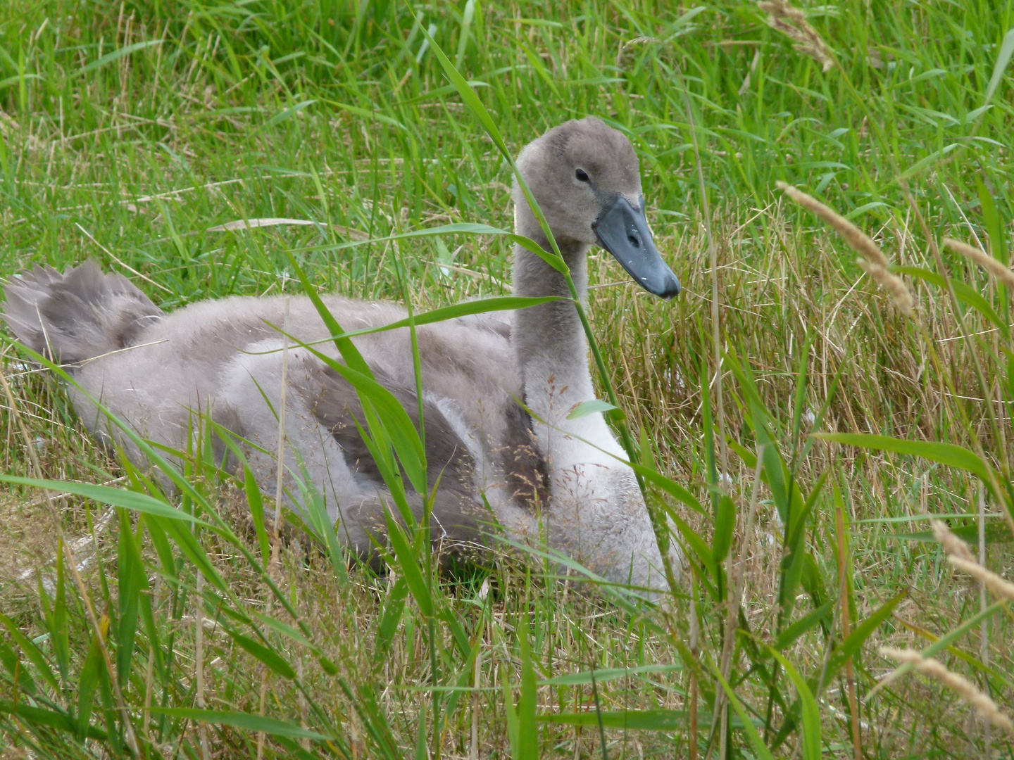 Junger Schwan