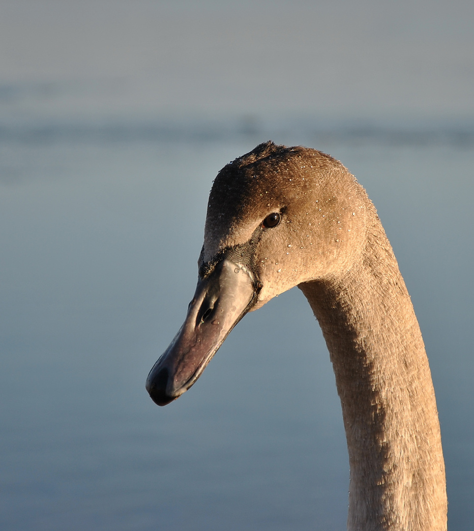 Junger Schwan an der Flensburger Förde