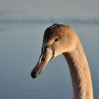 Junger Schwan an der Flensburger Förde