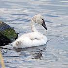 Junger Schwan auf dem Main