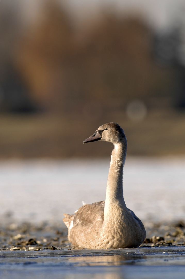 Junger Schwan...