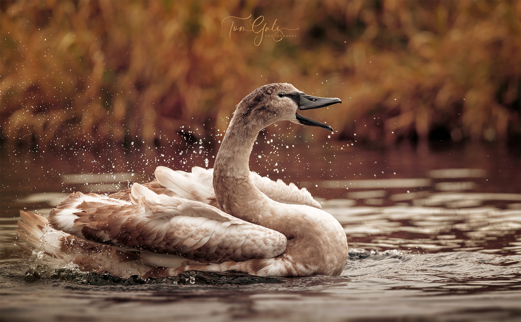 junger Schwan bei der Gefiederpflege