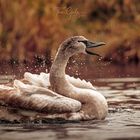 junger Schwan bei der Gefiederpflege